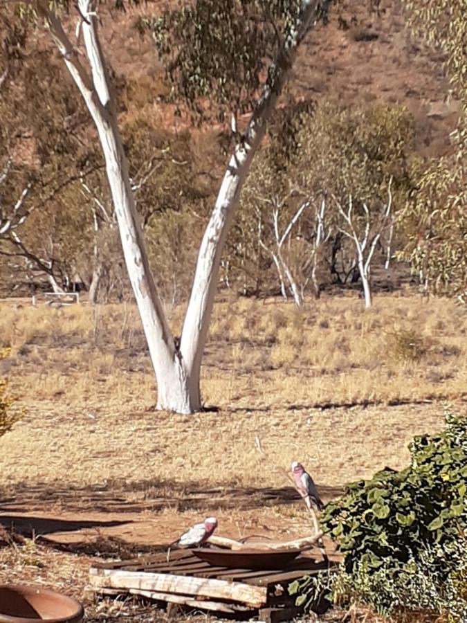 Squeakywindmill Boutique Tent B&B Alice Springs Luaran gambar